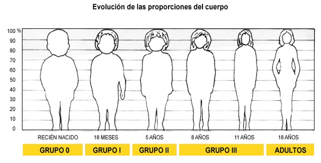 Gráfico - Evolución de las proporciones del cuerpo